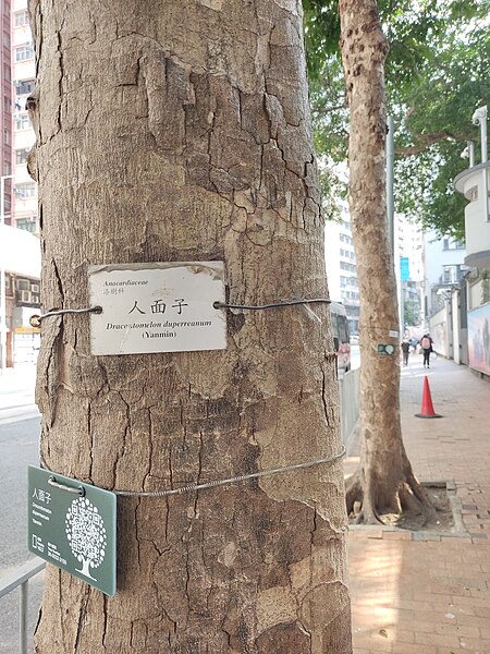 File:HK SYP 西營盤 Sai Ying Pun 德輔道西 Des Voeux Road West 漆樹科 Anacardiaceae tree trunk Yanmin 人面子 Dracontomelon duperreanum March 2022 Px3.jpg