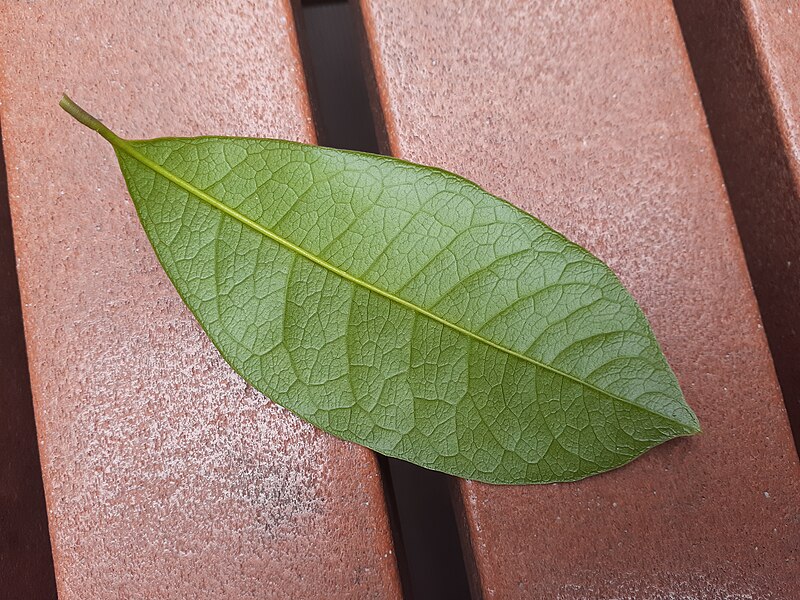 File:HK SYP 西環 Sai Ying Pun 正街 Centre Street Setting-out Rest Garden 桂花 Osmanthus green leaves April 2020 SS2 02.jpg