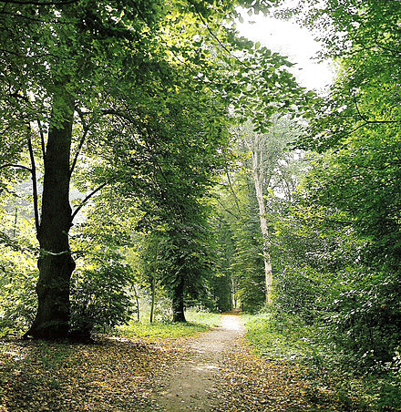 The Haarlemmerhout in Summer. It is said that Napoleon's soldiers carved their initials in these trees. Haarlemmerhout.jpg