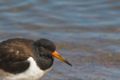 * Nomination The face of a Haematopus Ostralegus (Oyestercatcher) --Thermos 17:15, 21 October 2006 (UTC) * Decline Subject is dark, visible artifacts in full size - Alvesgaspar 08:50, 26 October 2006 (UTC)