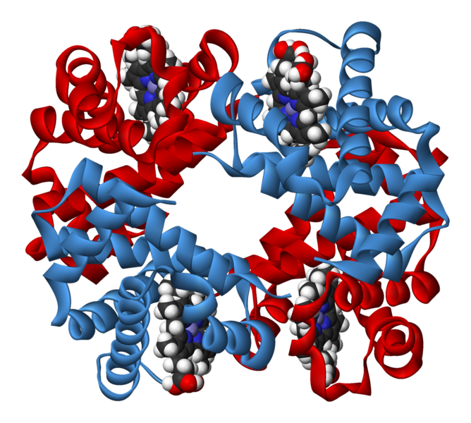 Файл:Haemoglobin-3D-ribbons.png