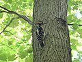 Thumbnail for File:Hairy Woodpecker Tree.jpg