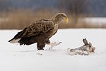 Seeadler