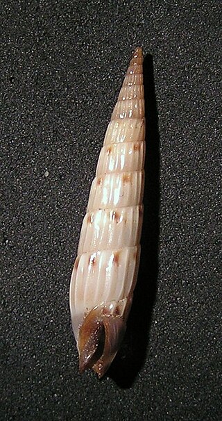 <i>Hastula matheroniana</i> Species of gastropod