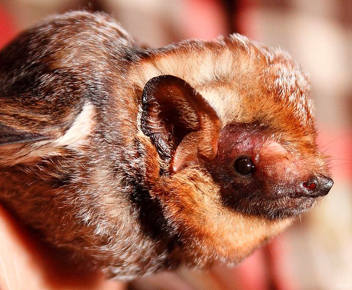 File:Hawaiian hoary bat Lasiurus cinereus semotus.jpg