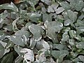 Hedera helix 'Szara Stopka', Bluszcz pospolity 'Szara Stopka', 2017-10-15