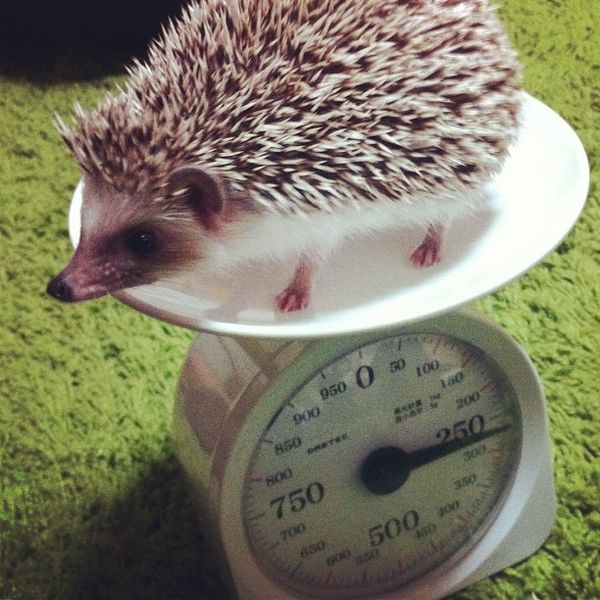 File:Hedgehog on a scale.jpg