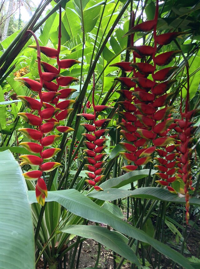 St Lucia Botanical Gardens Wikiwand