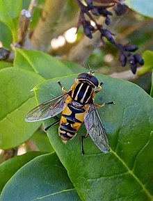 H. pendulus female rests on a leaf Helophilus, Denmark, Sydals, 27-08-2020 (cropped).jpg