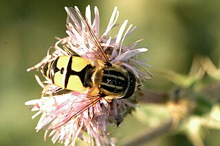 <i>Helophilus hybridus</i> Species of fly