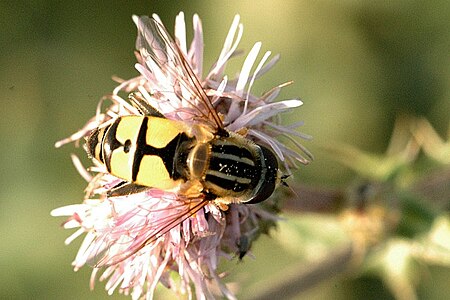 Helophilus hybridus