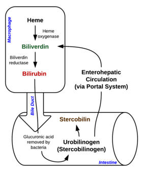 Process of heme breakdown that leads to the production of bilirubin, in extravascular hemolysis. Heme Breakdown.png