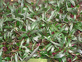 <i>Hemigraphis repanda</i> species of plant