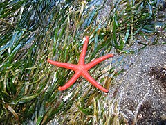 Henricia leviuscula Playa de Rialto.JPG