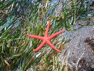 <i>Henricia leviuscula</i> Species of starfish