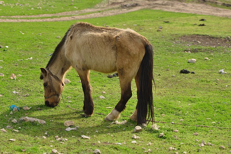 File:Hespek cure nediyar.jpg