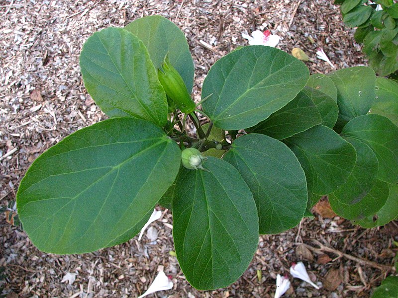 File:Hibiscus waimeae subsp. waimeae (6336708386).jpg