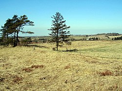 HimmerlandskeHeder VindblaesHede2.jpg