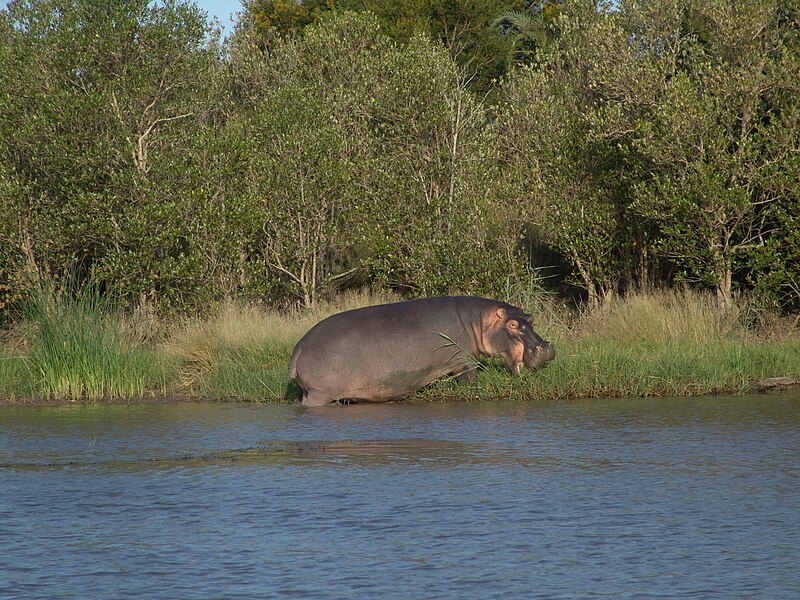 File:Hippopotamus amphibius in KwaZulu-Natal 03533.jpg
