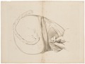 Homo sapiens - embryo - 1700-1880 - Print - Iconographia Zoologica - Special Collections University of Amsterdam - UBA01 IZ19600121.tif