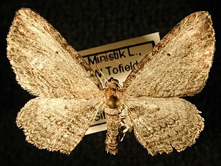 <i>Horisme</i> Genus of moths