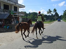 HorsesSumba.JPG