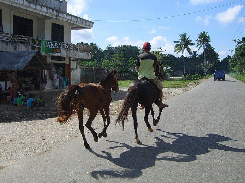 File:HorsesSumba.JPG