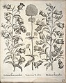 copper engraving print 1640 b/w