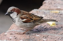 House sparrow, common around human habitation. House sparrowII.jpg