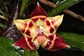 Huntleya lucida flower