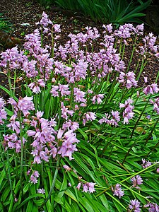 Hyacinthoides hispanica Habitus