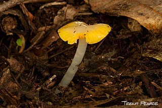 <i>Hygrocybe flavifolia</i> Species of fungus
