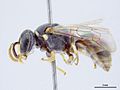 Hylaeus hypoleucus m.jpg