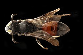 Hylaeus nelumbonis