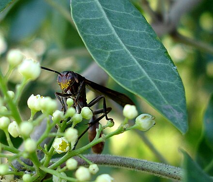 The wasp Mischocyttarus rotundicollis transporting pollen grains of Schinus terebinthifolius