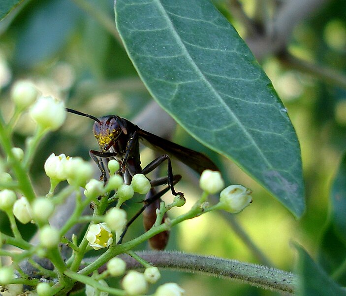 File:Hymenoptera, Vespidae, Polistinae, Mischocyttarus rotundicollis.jpg