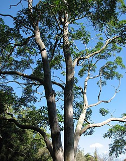 <i>Hymenosporum</i> species of plant