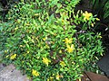 Hypericum kouytchense (4855158244) .jpg