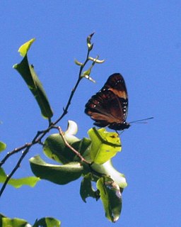 <i>Hypolimnas octocula marianensis</i> Subspecies of butterfly