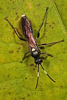 <i>Vulgichneumon brevicinctor</i> Species of wasp