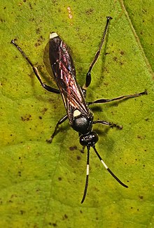 Ichneumon Wasp - Vulgichneumon brevicinctor, Lock 6, C & O ұлттық тарихи паркі, Глен Эхо, Мэриленд (10585259544) .jpg