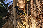 Thumbnail for Hispaniolan oriole