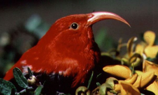 Hawaiian honeycreeper