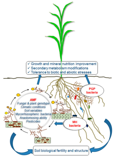 Impacts of AMF and beneficial bacteria
on plant performance and soil fertility
On the left: a visual representation of the AMF life cycle and factors affecting the different AMF developmental stages.
On the right: mycorrhizal helper (MH) and plant growth promoting (PGP) bacteria synergistically interacting with AMF. Impacts of arbuscular mycorrhizal fungi (AMF) and beneficial bacteria on plant performance and soil fertility.webp