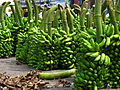 India - Koyambedu Market - Banana 11 (3986945520).jpg