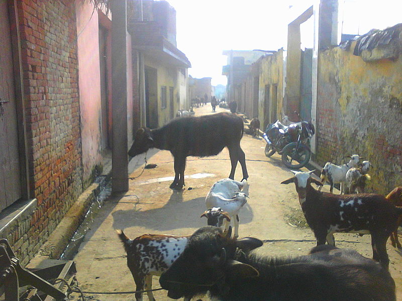 File:India Uttar pradesh animals.jpg