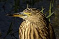 * Nomination Indian pond heron or paddybird (Ardeola grayii)_from keoladeo national park_cropped from JEG3038 --PJeganathan 05:25, 30 June 2017 (UTC) * Decline Why is this heavily upscaled? It's rather unsharp even at display resolution, let alone full resolution. --Tsungam 07:45, 30 June 2017 (UTC)