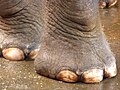 Ongles d'un pied d'éléphant (ici Elephas maximus).