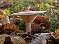 * Nomination cloud funnel (Clitocybe nebularis) Focus stack of 8 frames --Ermell 06:58, 14 November 2020 (UTC) * Promotion Good quality, of course. -- Ikan Kekek 07:20, 14 November 2020 (UTC)