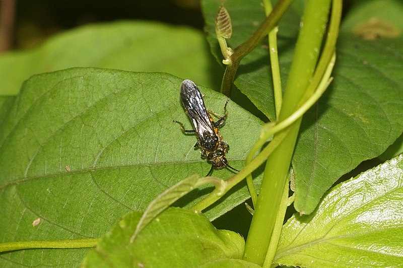 File:Insectz 9046.jpg